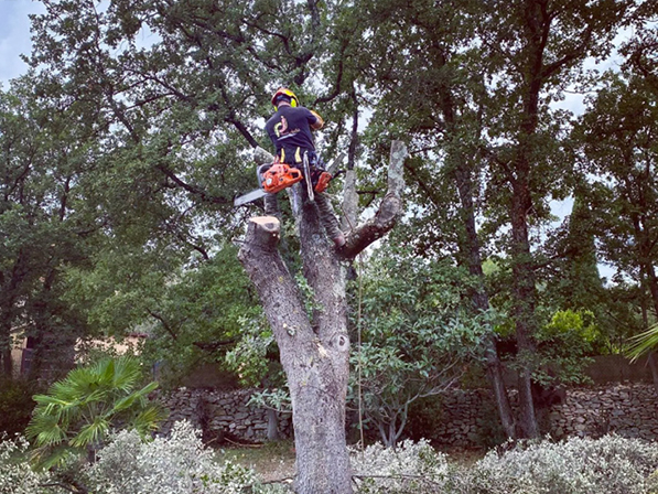 Élagage & travaux en hauteur