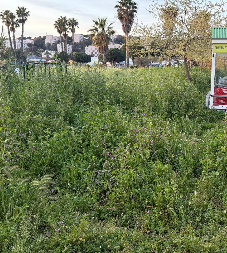 Débroussaillage Six-fours-les-Plages-2