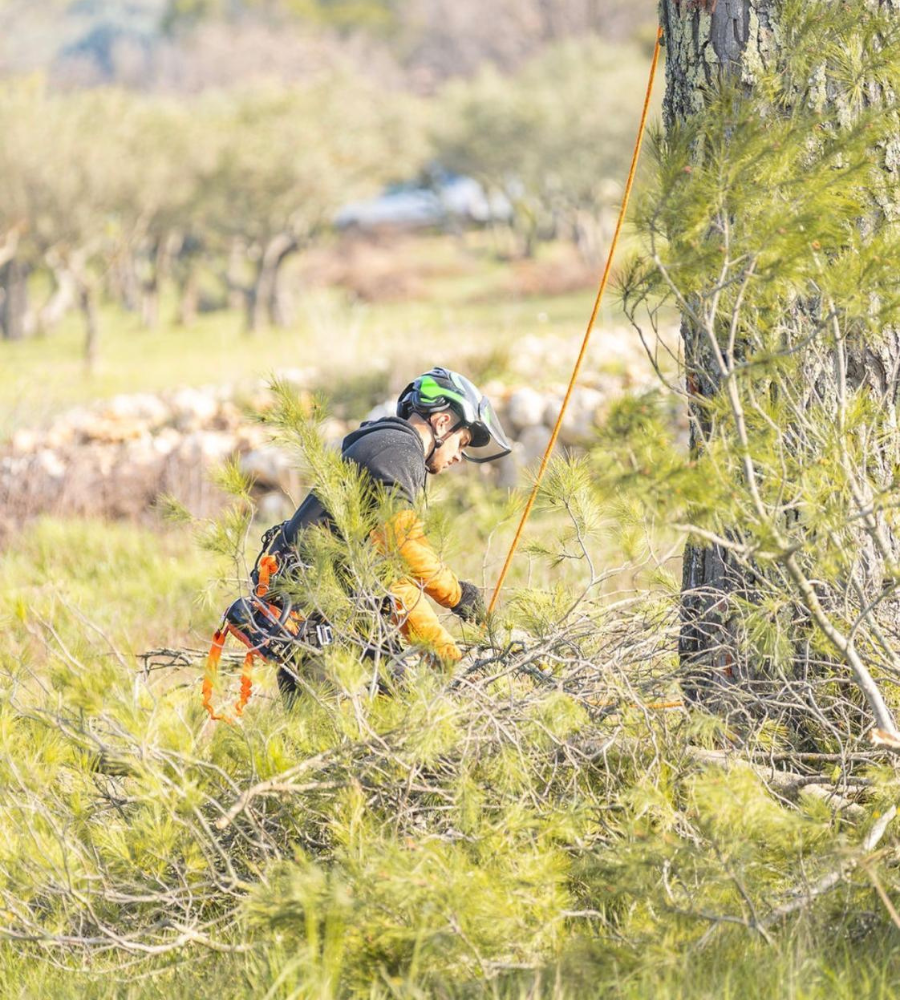 Élagage Cotignac-3