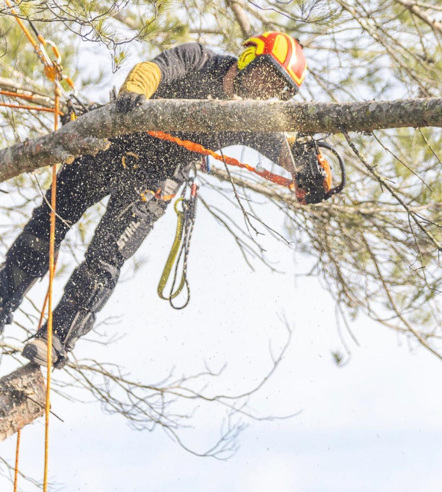 Élagage Cotignac-4
