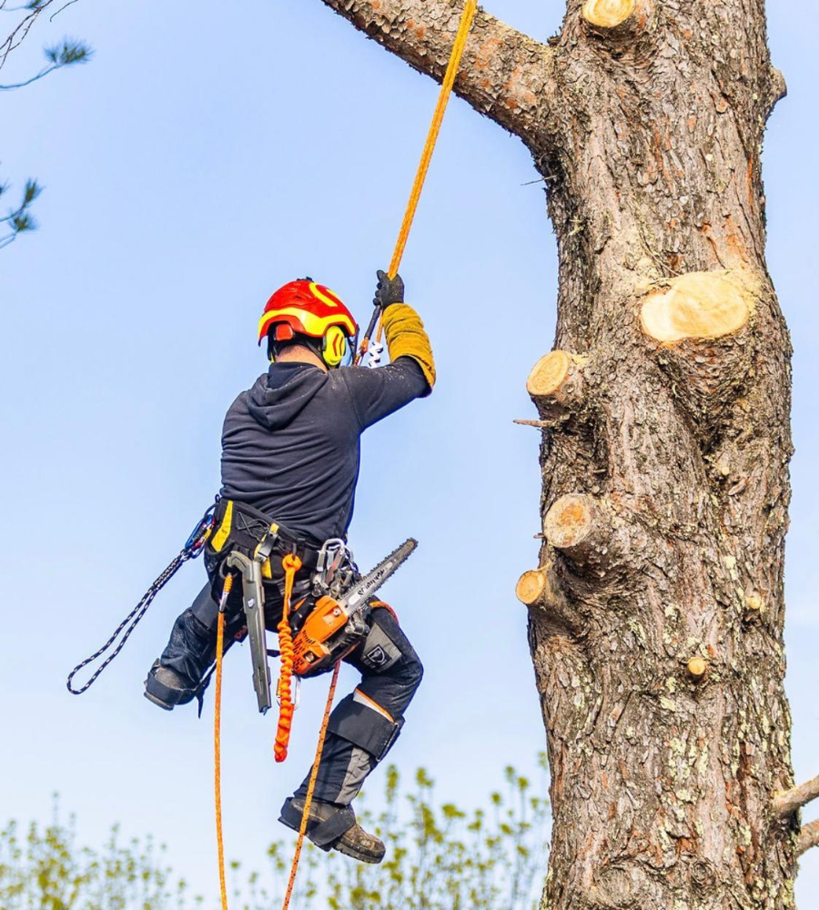 Élagage Cotignac-5