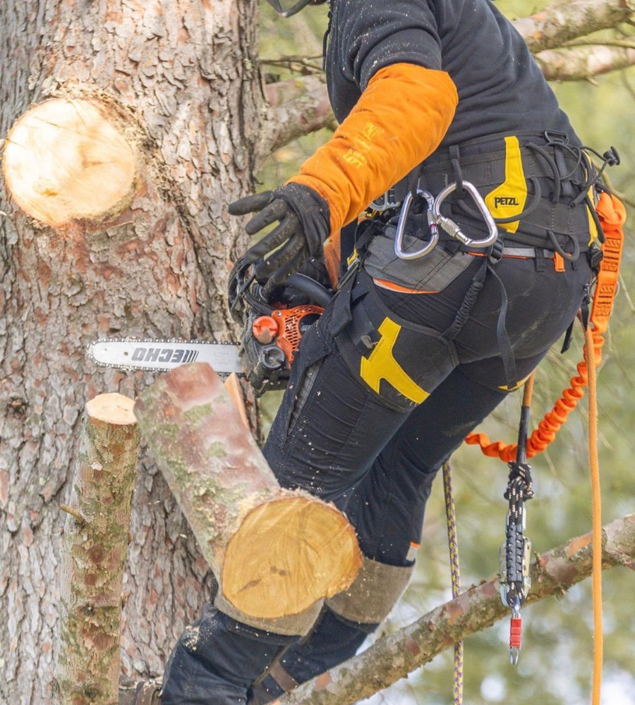 Élagage Cotignac-6