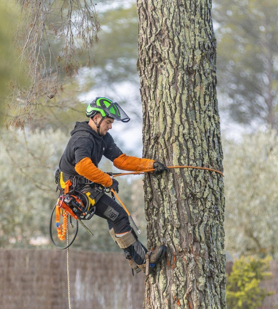 Élagage Cotignac-7