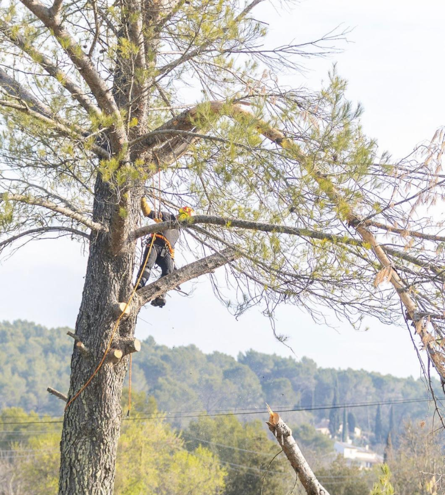 Élagage Cotignac-8